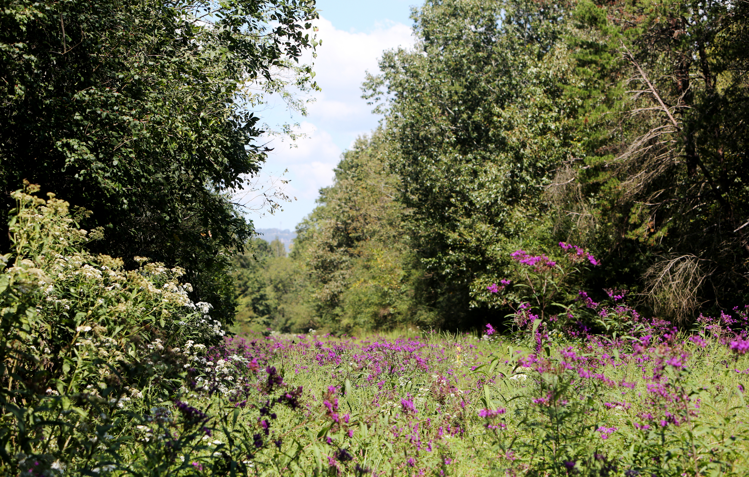 The 0.6-mile Browns Ferry Federal Road Trail displays part of the route leading to the Brown's Ferry river crossing on Moccasin Bend for the forced removal of Cherokee and Creek Indians to what was then Indian Territory in Chattanooga, Tenn. Residents, city officials and park advocates have long tried to feature the Moccasin Bend National Archeological District.