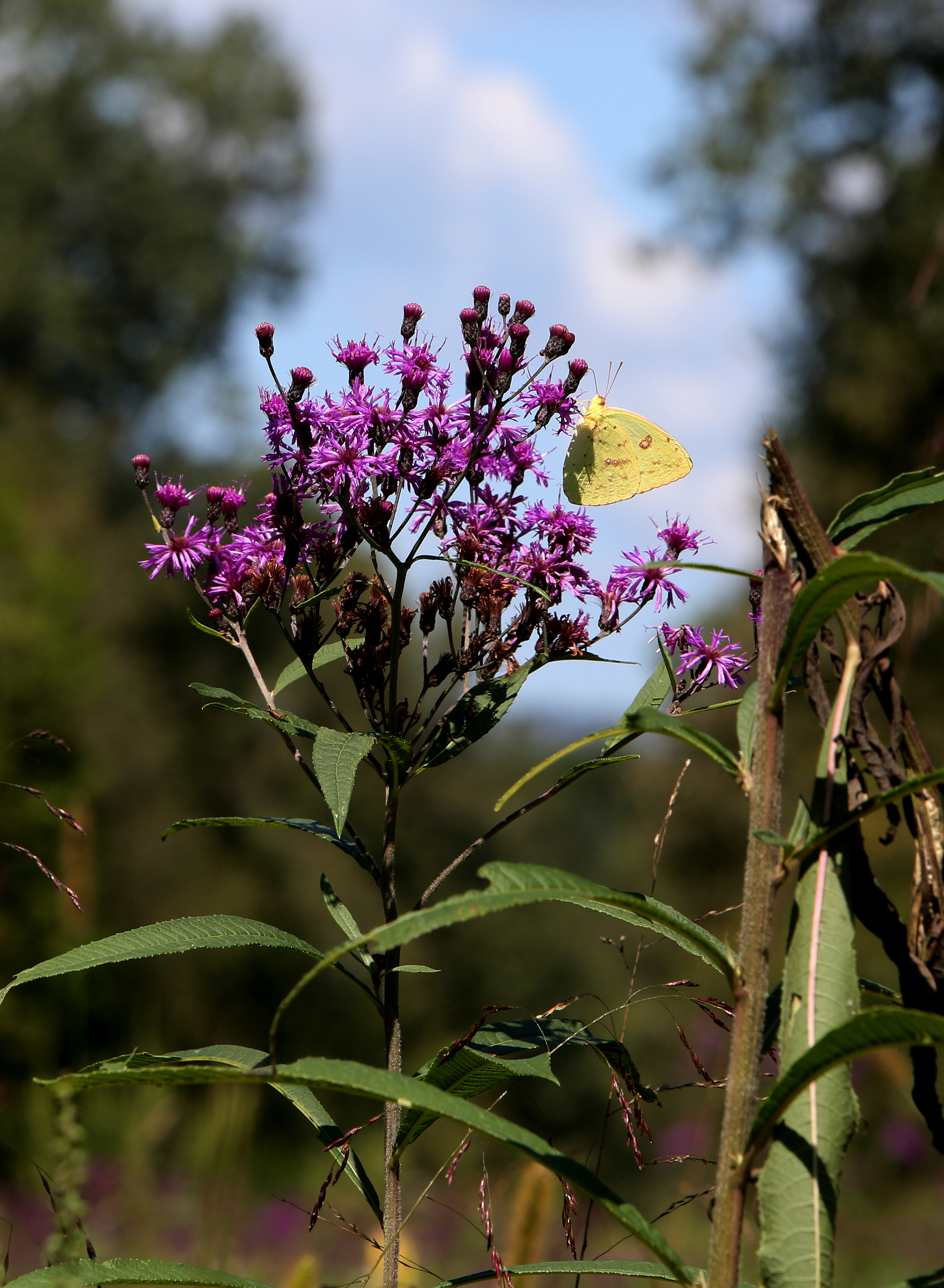 A butterfly lights on flowers Tuesday, Sept. 26, 2017, along Browns Ferry Federal Road Trail in Chattanooga, Tenn. Residents, city officials and park advocates have long tried to feature the Moccasin Bend National Archeological District.