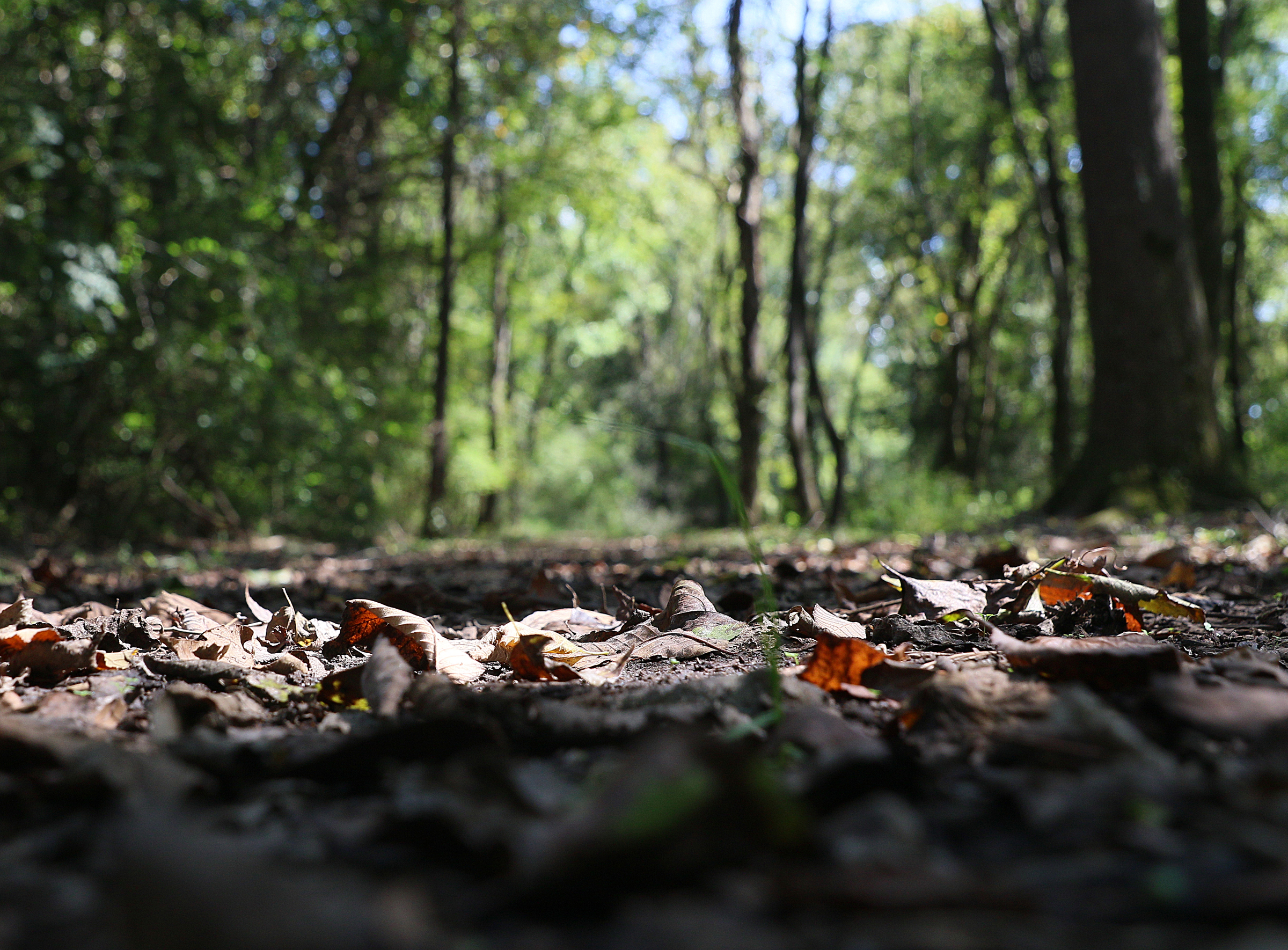 The 0.6-mile Browns Ferry Federal Road Trail displays part of the route leading to the Brown's Ferry river crossing on Moccasin Bend for the forced removal of Cherokee and Creek Indians to what was then Indian Territory in Chattanooga, Tenn. Residents, city officials and park advocates have long tried to feature the Moccasin Bend National Archeological District.
