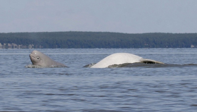 
              In this August, 2009, photo provided by the Department of Defense, a Cook Inlet beluga whale calf, left, and an adult breach near Anchorage, Alaska. The state of Alaska and research partners will use grants of more than $1.3 million for three years of studies on why Cook Inlet beluga whales, an endangered species, have not recovered. (Christopher Garner/Department of Defense via AP)
            