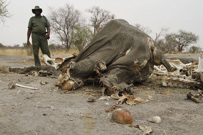 
              FILE - In this Sept. 29, 2013 file photo a game ranger stands next to a rotting elephant carcass poisoned by poachers with cyanide in Hwange National Park in Zimbabawe. Poachers in Zimbabwe have used cyanide to kill dozens of elephants for their ivory tusks. (AP Photo/Tsvangirayi Mukwazhi, File)
            