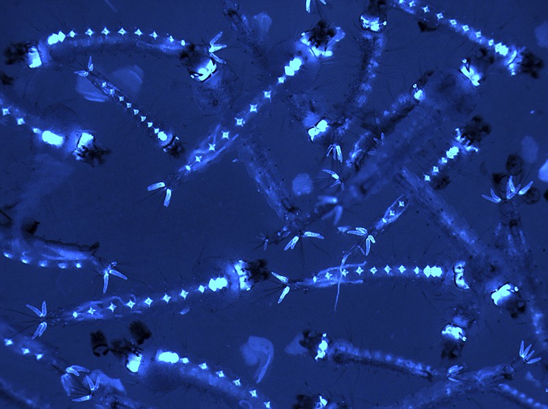 
              This microscope image provided by Johns Hopkins Bloomberg School of Public Health shows genetically modified mosquito larvae glowing with fluorescent markers. Mosquitoes harbor gut bacteria just like people do, and new research suggests the bugs inside the bugs may help scientists learn to hatch malaria-resistant mosquitoes. (Dr. Yuemei Dong, Johns Hopkins Bloomberg School of Public Health via AP)
            