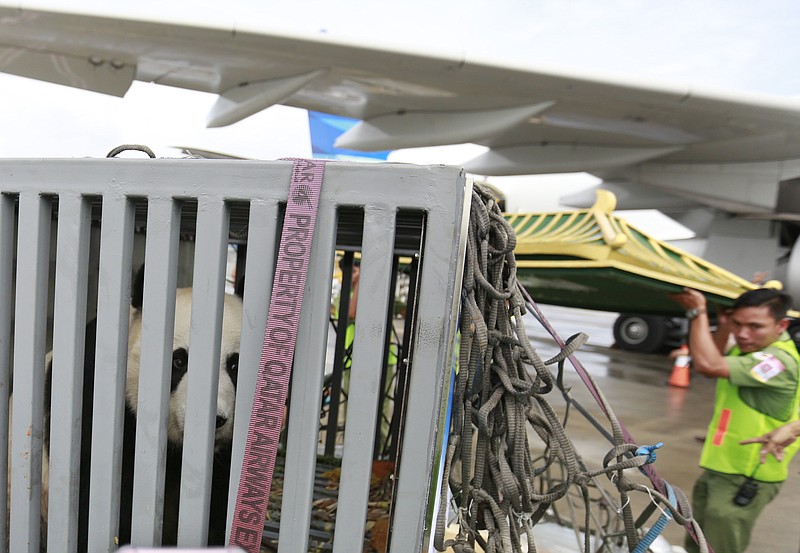 
              Workers unload a cage containing one of a pair of giant pandas from China, Cai Tao and Hu Chun, from a Garuda Indonesia plane upon arrival at Sukarno-Hatta International Airport in Tangerang, Indonesia, Thursday, Sept. 28, 2017. The pandas arrived from Chengdu, China, to fanfare in Indonesia where a new "palace" like home that cost millions of dollars has been built for them. (AP Photo/Dita Alangkara)
            