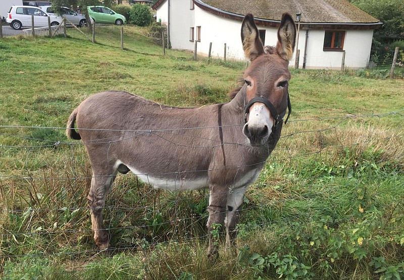 
              The undated photo provided by Hit Radio FFH shows donkey 'Vitus' on his meadow in Schlitz, central Germany. The owner of a pricy McLaren sports car is in court to try to get a donkey owner to pony up for an alleged 5,000 euros (US$ 5,876) in damage caused when the animal chomped the backside of the vehicle.  (Hit Radio FFH/dpa via AP) Mandatory Credit
            