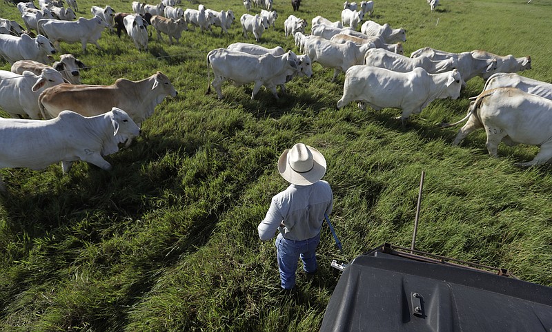 
              In this Friday, Sept. 22, 2017 photo, John Locke works to move a herd to another field at his family's ranch in Glen Flora, Texas. The damage Harvey inflicted on Texas’ cattle industry hasn’t been calculated yet. Even though Harvey unleashed catastrophic flooding on counties that are home to 1.2 million beef cattle, which is more than a fourth of the state’s herd, there were apparently only a few instances in which large groups of cows drowned. (AP Photo/Eric Gay)
            