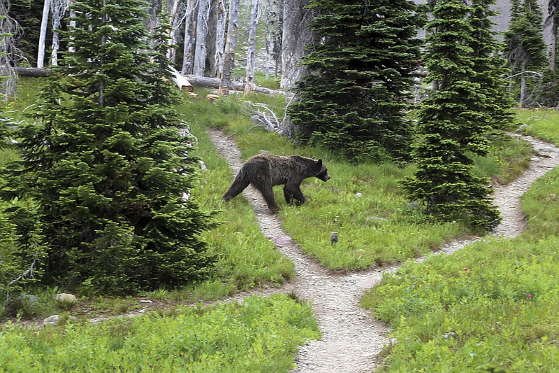 
              FILE - In this Aug. 3, 2014, file photo, a grizzly bear walks through a back country campsite in Montana's Glacier National Park. U.S. Fish and Wildlife grizzly recovery coordinator Hilary Cooley says a proposal to lift threatened species protections for an estimated 1,000 grizzlies in northwestern Montana could come next year.  (Doug Kelley /The Spokesman-Review via AP, File)
            