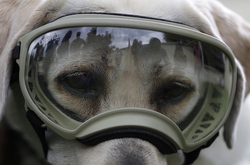 Journalists surround Frida, one of three Marine dogs specially trained to search for people trapped inside collapsed buildings, during a press event in Mexico City, Thursday, Sept. 28, 2017. According to the Marines, the eight-year-old Labrador Retriever has identified 53 people trapped under rubble in her career, 12 of them alive. Frida and her counterparts have been active in the search for survivors and bodies in Mexico's two recent major earthquakes.(AP Photo/Rebecca Blackwell)