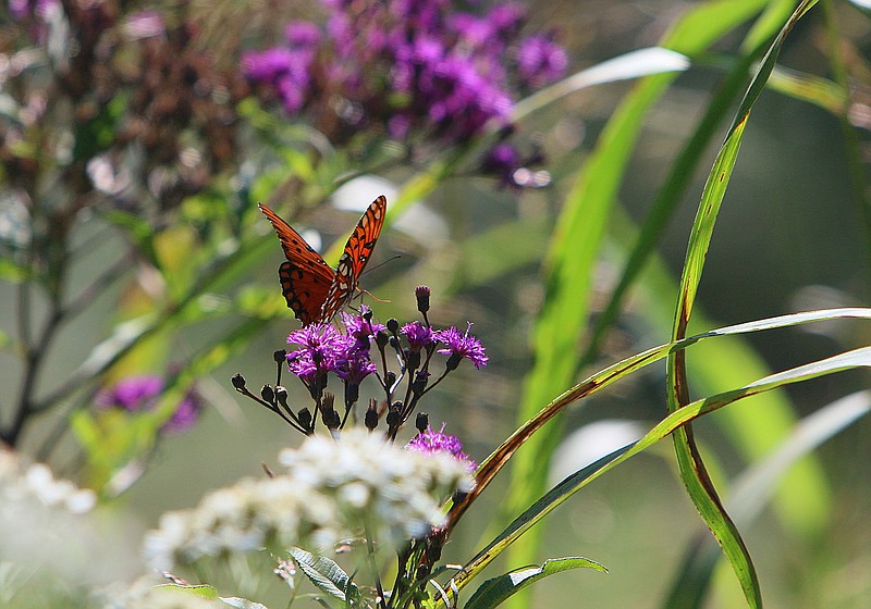 A butterfly lights on flowers Tuesday, Sept. 26, 2017, along Browns Ferry Federal Road Trail in Chattanooga, Tenn. Residents, city officials and park advocates have long tried to feature the Moccasin Bend National Archeological District. 