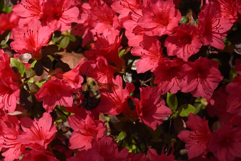 Azaleas are among the shrubs that will be for sale at Reflection Riding's Fall Native Plant Sale.