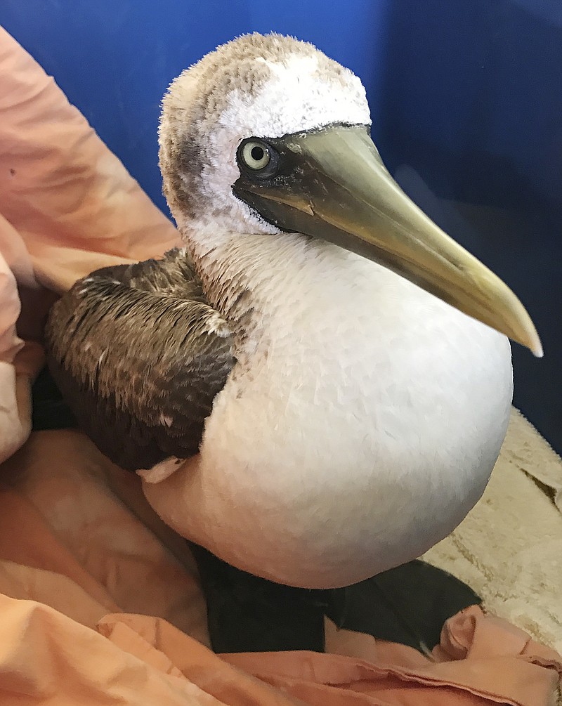
              FILE - This Sept. 26, 2017, file photo, photo provided by Wild Care, Inc., shows a masked booby, a tropical seabird rescued from a Cape Cod beach, at the organization's wildlife rehabilitation facility in Eastham, Mass. The tropical bird believed to be the first of its type seen in Massachusetts has died after it was likely blown off course by Hurricane Jose. The wildlife rehabilitation facility said Monday, Oct. 2, that the masked booby died overnight. (Stephanie Ellis/Wild Care, Inc., via AP, File)
            
