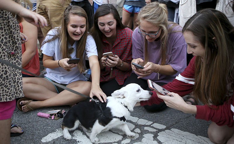 Rae Gullett, left, Sonni Hiatt, Murphee McDowell and Mary Kate Simerly react as the meet Grizz during the corgi parade during the St. Elmo National Night Out event on Tuesday, Oct. 3, in Chattanooga, Tenn. The corgi parade was held as part of the police-community camaraderie event National Night Out event.
