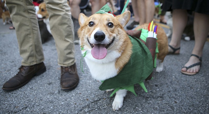 Joe and Stephanie Schefano's dog Pippin looks at the camera during the St. Elmo National Night Out event on Tuesday, Oct. 3, in Chattanooga, Tenn. Pippin won best costume. The corgi parade was held as part of the police-community camaraderie event National Night Out event.