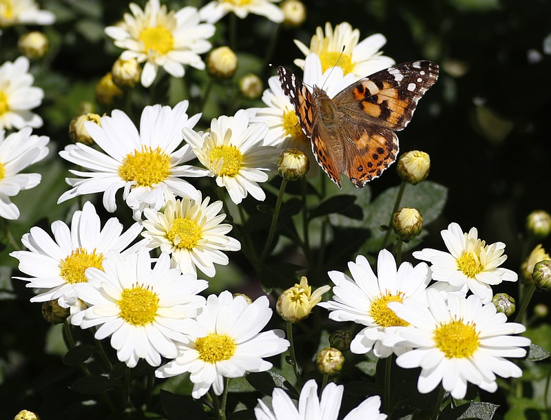 
              A painted lady butterfly flies near daisies in a garden in downtown Denver Wednesday, Oct. 4, 2017. Weather forecasters say that a lacy, cloud-like pattern drifting across a Denver-area radar screen turns out to be a 70-mile-wide wave of butterflies such as the painted ladies migrating from their summer home to their winter haunts. (AP Photo/David Zalubowski)
            