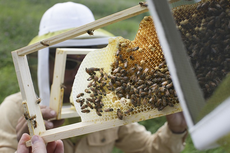 
              FILE - In this May 27, 2015 file photo, volunteers check honey bee hives for queen activity and perform routine maintenance as part of a collaboration between the Cincinnati Zoo and TwoHoneys Bee Co. at EcOhio Farm in Mason, Ohio.  A new study published Thursday, Oct. 5, 2017, in the journal Science found something in the world’s honey that is not quite expected or sweet: the controversial pesticides called neonicotinoids. Scientists say it is not near levels that would come close to harming humans, but it is a big worry for bees, which already are in trouble. (AP Photo/John Minchillo, File)
            