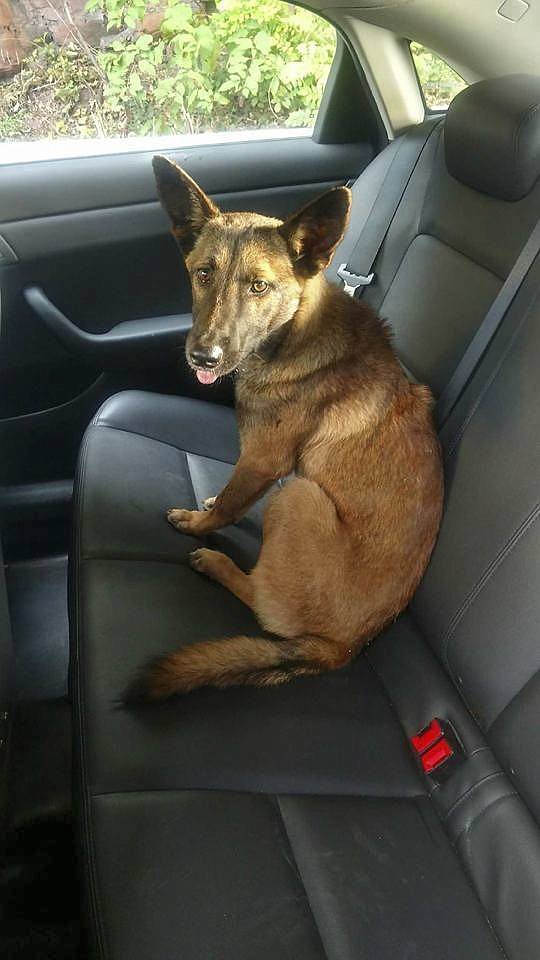 
              In this Oct. 5, 2017 photo, a German Shepherd is seen after it was rescued by the New Jersey State Police on a highway in Newark. Police said they had to coax the dog to leave a dead pit bull that it was found lying next to. (New Jersey State Police via AP)
            