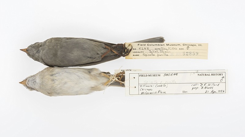 
              This image provided by Carl Fuldner and Shane DuBay show Field Sparrows, from 1906, top, and from 1996, bottom, that are in the The Field Museum collection. Scientists say more than 1,000 dirty stuffed old birds from Midwestern museums are helping them better understand a key global warming particle. Researchers found birds from about 100 years ago showed lots more black carbon, often called soot, than just 20 or 30 years later, and more than scientists had thought. That’s important because black carbon is a potent heat-trapping molecule. (Carl Fuldner and Shane DuBay via AP)
            