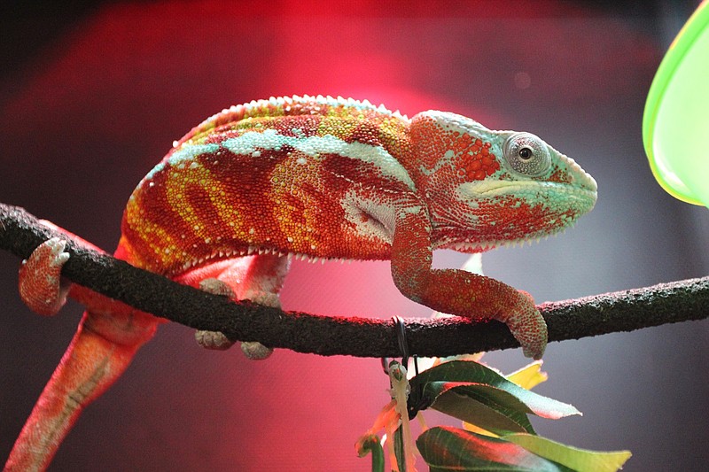 Colorful Chameleon programs will be offered today through Saturday at 2 p.m. in the River Journey's lower lobby.