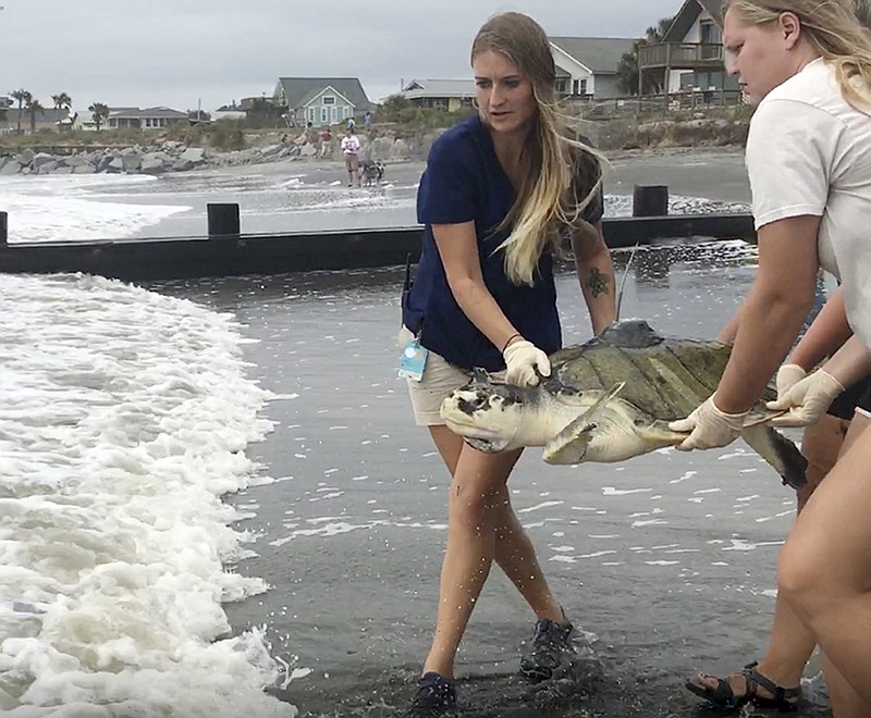 
              In this Monday, Oct. 9, 2017, photo provided by the South Carolina Aquarium, Willow Melamet, South Carolina Aquarium Sea Turtle Care Center manager, left, and Tyler Harrell with the South Carolina Department of Natural Resources, carry "Peach," a 55 pound (25 kilogram) female Kemp's ridley turtle, to be released back into the ocean in Folly Beach, S.C. Peach was released to the Atlantic Ocean after surgery to remove more than 4 feet (1 meter) of fishing line she had swallowed. (Danielle Raub, South Carolina Aquarium via AP)
            