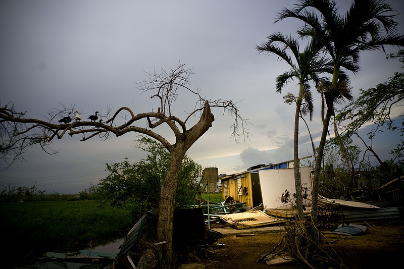 
              Ducks perch on the branch of a tree next to a home destroyed by Hurricane Maria in Toa Baja, Puerto Rico, Thursday, Oct. 12, 2017. President Donald Trump lashed out at hurricane-devastated Puerto Rico on Thursday, insisting in tweets that the federal government can’t keep sending help “forever” and suggesting the U.S. territory was to blame for its financial struggles. (AP Photo/Ramon Espinosa)
            