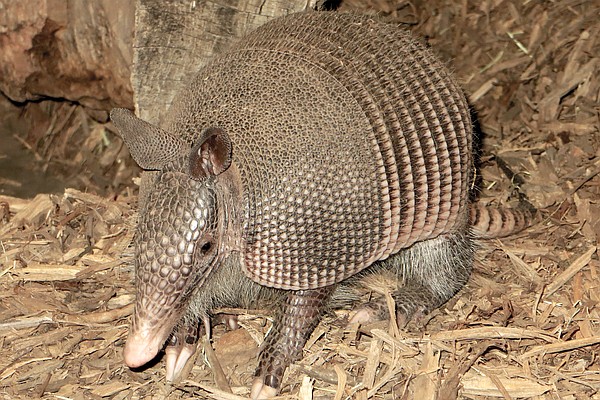 More armadillos move into Tennessee as temperatures rise | Chattanooga ...