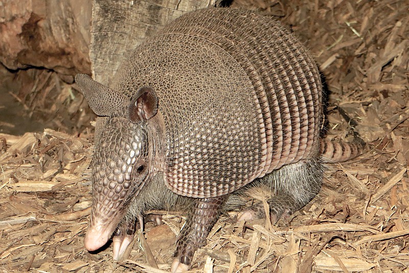 Armadillos are expanding their reach across Tennessee, ending up under tires and on the sides of interstates while raising fears about leprosy and other diseases.