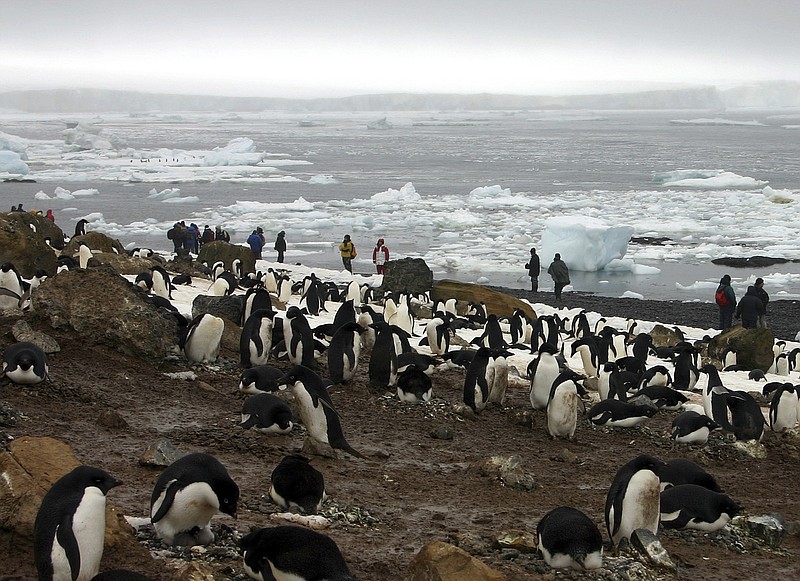 
              FILE - In this file photo dated Dec. 12, 2005, tourists observe scores of Adelie penguins gathered at Brown Bluff on the northern tip of the Antarctic Peninsula.  According to research released Sunday Oct. 15, 2017, by environmental group WWF,  scientists say a “catastrophic breeding failure” occurred when thousands of chicks from an Adelie penguin colony died of starvation last summer when adult penguins were forced to travel further for food, with only two chicks surviving the existential phenomena. (AP Photo/Brian Witte, FILE)
            