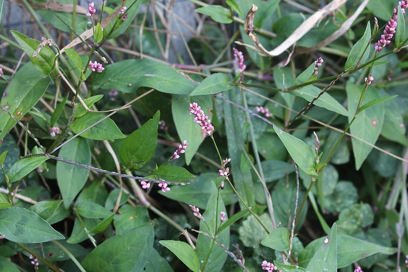 Smartweed is a pretty weed if you take the time to look at it up close.