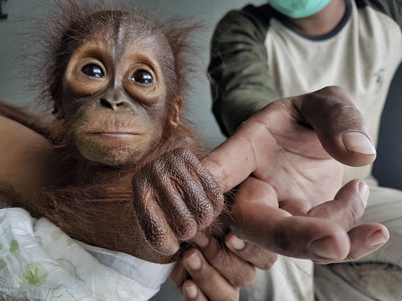 
              In this Friday, Oct. 13, 2017, photo released by Borneo Orangutan Survival (BOS) Foundation , a recently rescued baby orangutan plays with a keeper at Nyaru Menteng Orangutan Rehabilitation Center in Central Kalimantan, Indonesia. An Indonesian conservation group says the discovery of two orphaned baby orangutans on Borneo within two days is further evidence that deforestation and illegal hunting are threatening survival of the great apes. (Bjorn Vaughn, BPI/BOS Foundation via AP)
            