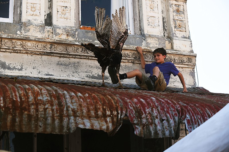 
              A young boy attempts to shove a turkey off a downtown tin roof on the Yellville square during the opening day of the 72nd Annual Turkey Trot Festival, Friday, Oct. 13, 2017, in Yellville, Ark. During the first few hours of the festival, a few turkeys were released from downtown buildings with no sightings of the controversial figure known as the "phantom pilot," who in years past dropped turkeys from a plane. (Josh Dooley/The Baxter Bulletin via AP)
            