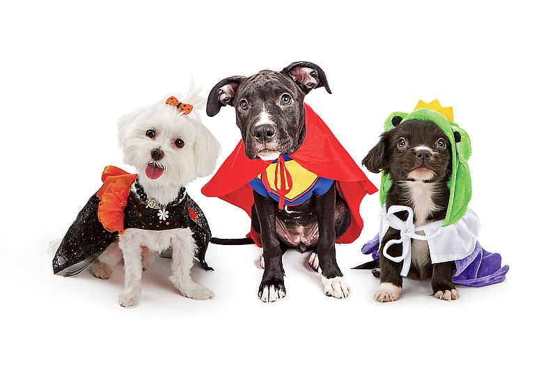 Canine costumes are the order of the day when McKamey Animal Center hosts its third Barktoberfest and Meowlloween party on Saturday, Oct. 21. (Getty Images/iStockphoto/adogslifephoto)