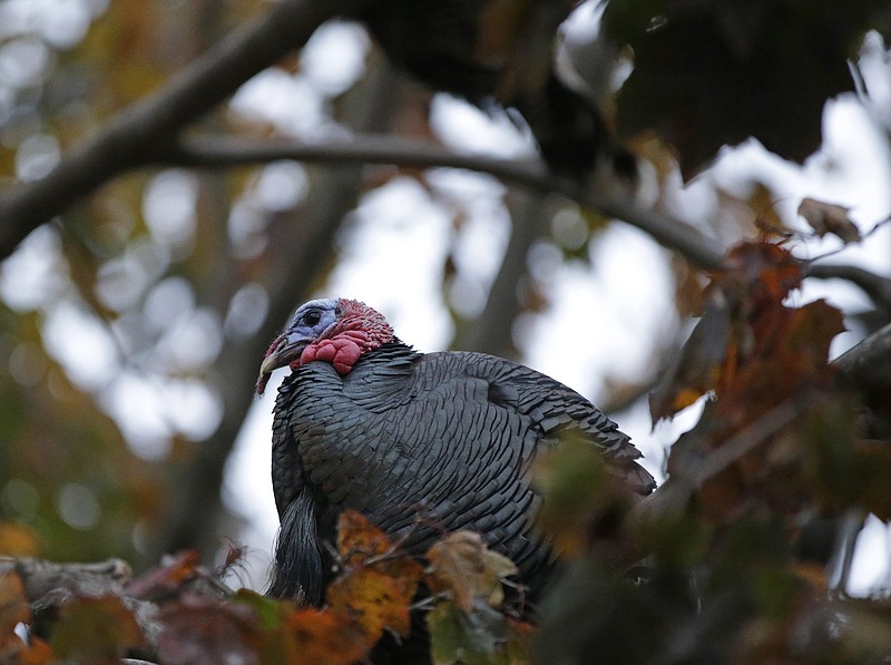 A wild turkey roosts in a tree in a residential neighborhood in Staten Island, Monday, Nov. 11, 2013, in New York. The turkey is part of a band of roving turkeys on Staten Island that has become a mess-making, traffic-stopping scourge to some residents, an unexpected bit of makeshift nature to others and a fraught project for government officials. Since dozens of the turkeys were rounded up and killed this summer, the birds’ future has become as a topic as heated as a Thanksgiving meat thermometer.(AP Photo/Kathy Willens)