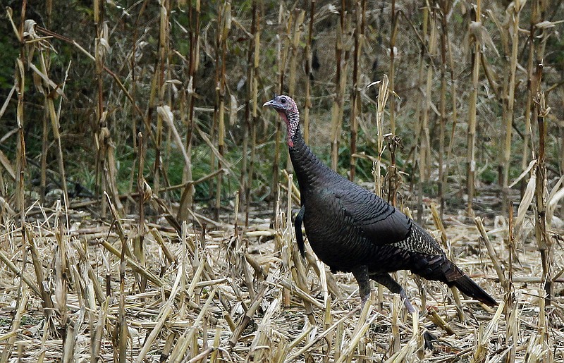 A wild turkey walks through a field while feeding on corn, Thursday, Nov. 18, 2010, near West Des Moines, Iowa. (AP Photo/Charlie Neibergall)