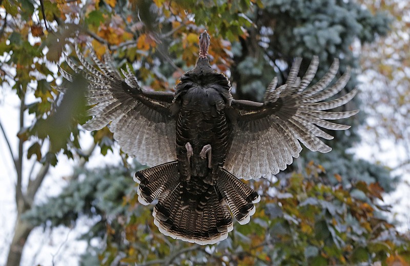 A wild turkey flies up to it's evening roost, a tree in the front yard of Mary Jane Froese's parents, on Staten Island, Monday, Nov. 11, 2013, in New York. The turkey belongs to a population of roving turkeys that has become a mess-making, traffic-stopping scourge to some residents, an unexpected bit of makeshift nature to others and a fraught project for government officials. Since dozens of the turkeys were rounded up and killed this summer, the birds’ future has become as a topic as heated as a Thanksgiving meat thermometer. (AP Photo/Kathy Willens)