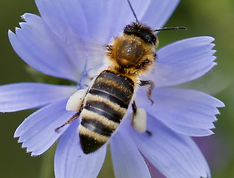 In this Aug. 22, 2017 file photo a bee sits on a cornflower to collect pollen in Frankfurt, Germany. Scientists say an "alarming" drop in the number of flying insects in Germany could have serious consequences for ecosystems and food chains. In a paper published Wednesday Oct. 18, 2017 by the journal PLOS ONE, the scientists said the drop in airborne insects over Germany was higher than the global estimated insect decline of 58 percent between 1970 and 2012. (AP Photo/Michael Probst,file)
