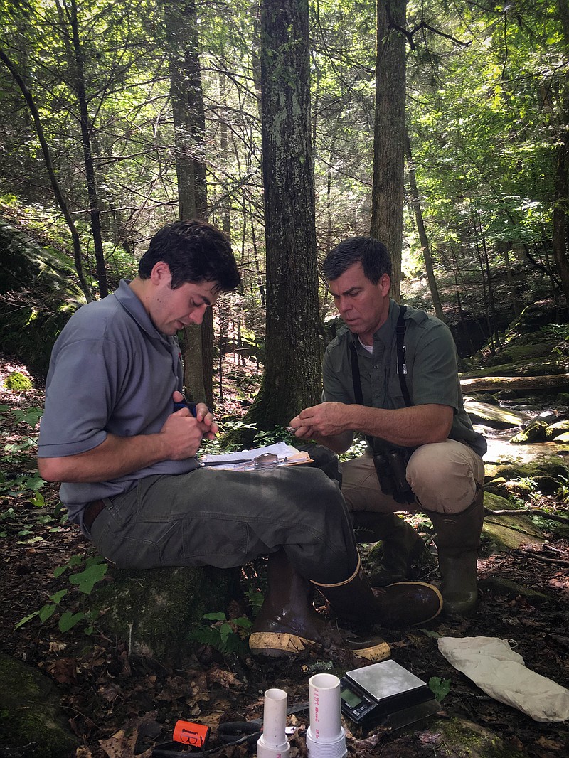 Eliot Berz, left, and Rick Huffines with Tennessee River Gorge Trust work on tracking birds. New technology gave researchers much-needed data to study migratory patterns and determine the health of certain ecosystems.