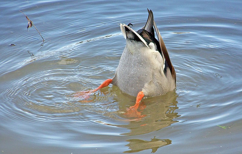 "Duck butt" sightings will help you initially ID whether it's a diver or a dabbler.