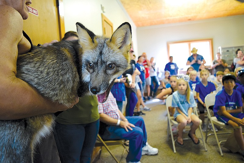 At 17 months old, Todd the red fox is still adjusting to his role as an educator.