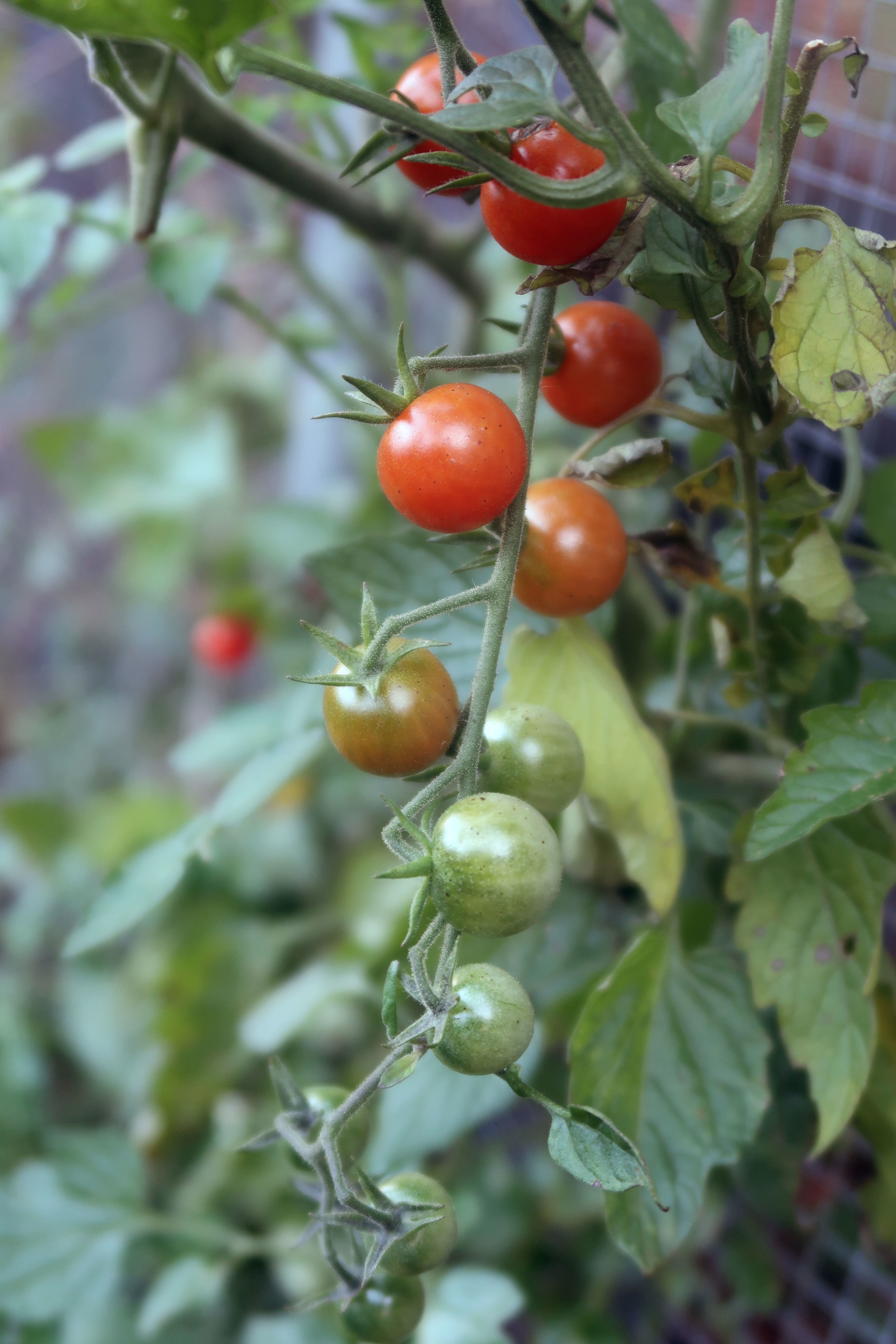 This Friday, Oct. 27, 2017 photo provided by Richard Primack shows tomatoes growing in his home garden in Boston. Primack says there are also lettuce, beans and many other vegetables growing in the garden, and he is still eating them for dinner. (Richard Primack via AP)