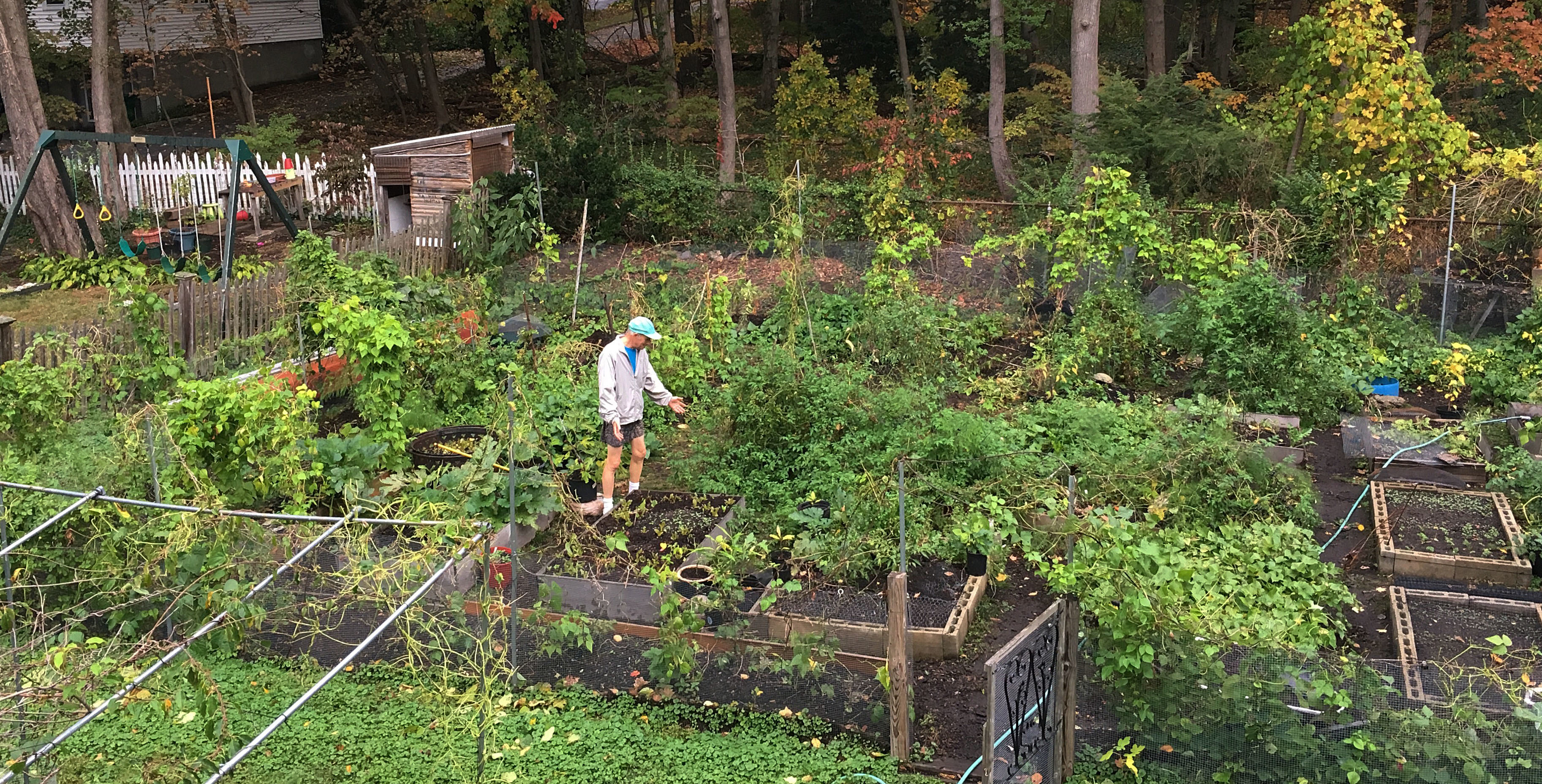 This Tuesday, Oct. 24, 2017 photo provided by Margaret Primack shows her husband, Richard, in their home garden in Boston, still growing and productive. Richard, a Boston University biology professor, says in New England, many trees aren’t changing colors as vibrantly as they normally do or used to because some take cues for when to turn from temperature. (Margaret Primack via AP)