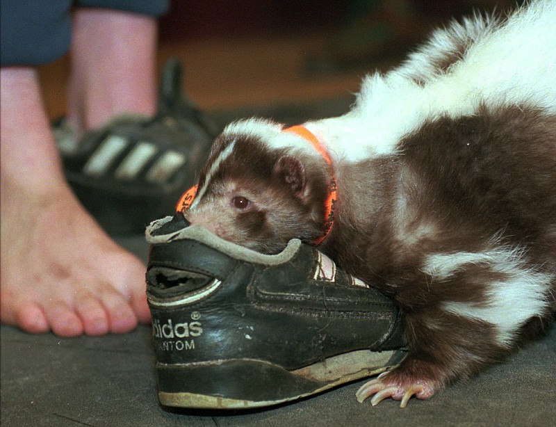 "Flower," a skunk, smells a contestant's sneaker during the 1997 Rotten Sneaker contest in Montpelier, Vt. Kids from around the country competed to see who had the most rotten, smelly sneakers, and they won prizes such as trophies, savings bonds and foot care products.