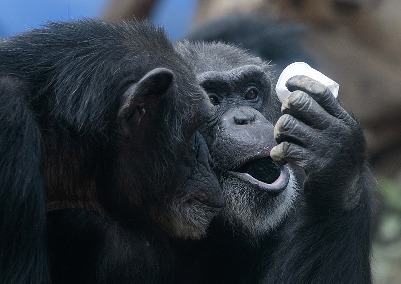 Chimpanzees check out a frozen treat over the summer at Chattanooga Zoo. The seven resident chimps were originally from the Yerkes National Primate Research Center at Emory University in Atlanta after the National Institutes of Health declared that it would no longer fund biomedical research using chimps. Research institutions have begun retiring chimps to sanctuaries, including Project Chimps in Blue Ridge, Ga.