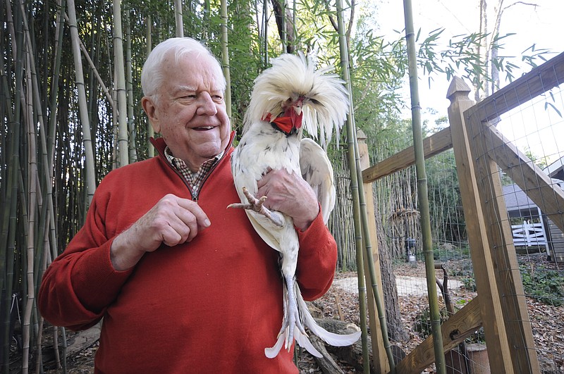 Lookout Mountain (Ga) resident Jimmy Campbell, 81, holds one of his Polish roosters inside the pen behind his home in Lookout Mountain, Ga. 