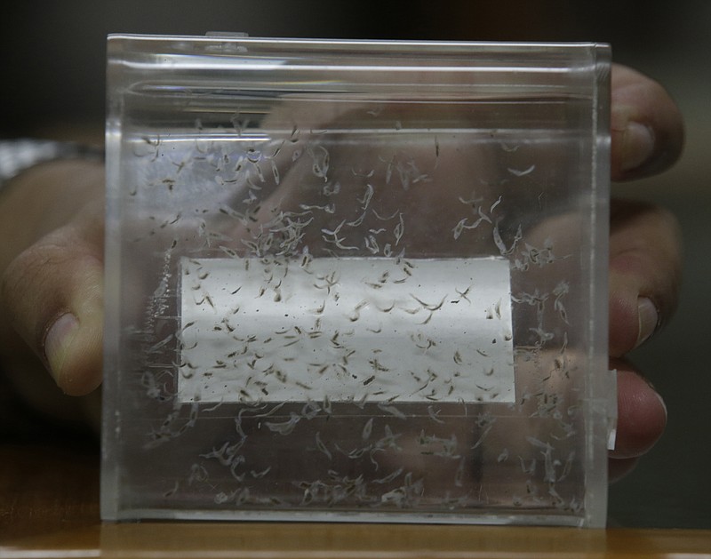 FILE - This Sept. 7, 2016 file photo shows a display of preserved liver fluke parasites at the Siriraj Hospital in Bangkok, Thailand. A half a century after serving in Vietnam, hundreds of veterans have a reason to believe they may be dying from a silent bullet. Test results show some men may have been infected by a slow-killing parasite while fighting in the jungles of Southeast Asia. The Department of Veterans Affairs this spring commissioned a small pilot study to look into the link between liver flukes ingested through raw or undercooked fish and a rare, bile duct cancer that usually takes decades for symptoms to appear. (AP Photo/Sakchai Lalit, File)