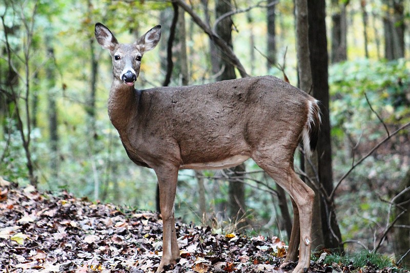 A deer stands still in the forest.