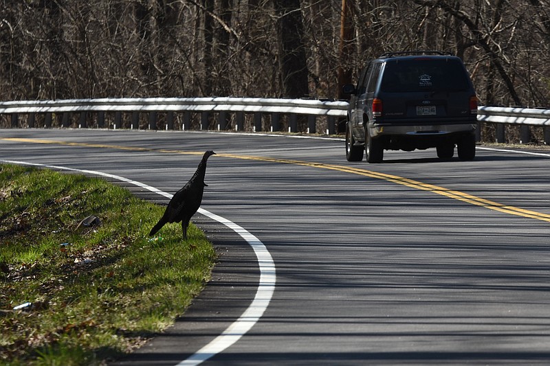 A wild turkey pauses to watch traffic along the road Friday as southbound traffic climbs Suck Creek Mountain on State Route 27, in Marion County.
