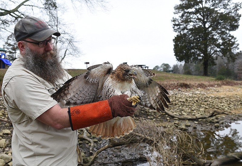 Erich Bell, with Happinest Wildlife Rescue, prepares to release a female red-tailed hawk.