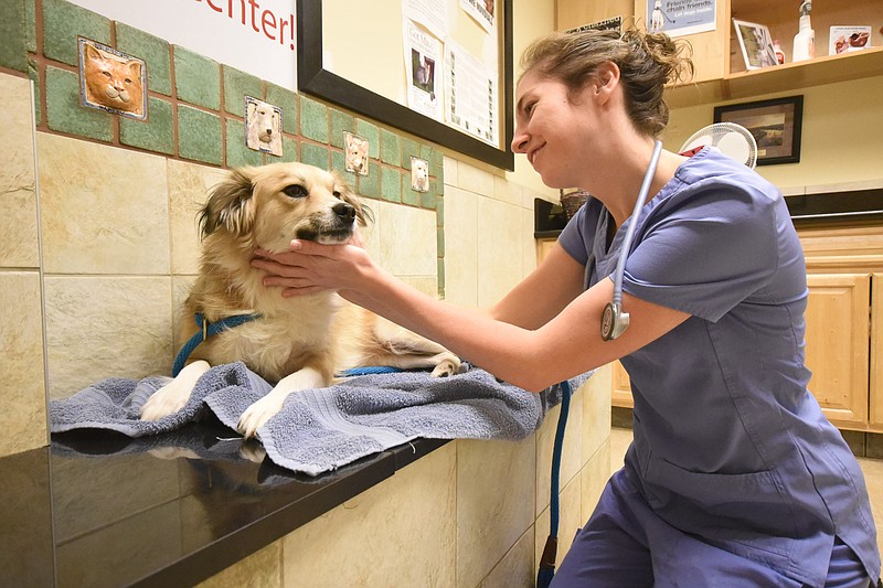 At McKamey Animal Center in Hixson, Dr. Jessica Claudio tends to Gracie, a dog that was hit by a car recently. The mix breed dog is not quite ready for adoption.