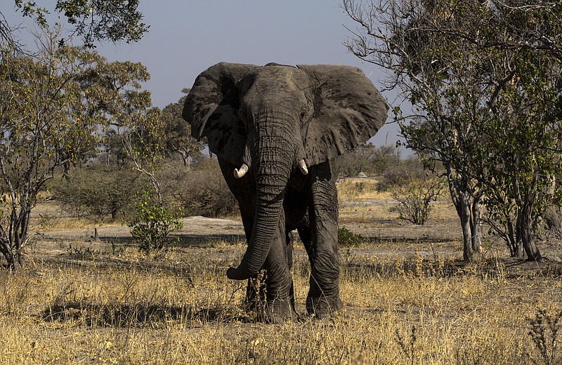 An elephant in the Moremi Game Reserve, part of the Okavango Delta in Botswana, Aug. 20, 2015. Since Botswana banned trophy hunting two years ago, some remote communities have struggled to cope with growing numbers of dangerous wild animals as well as a precipitous drop in income provided by foreign hunters. (Joao Silva/The New York Times)