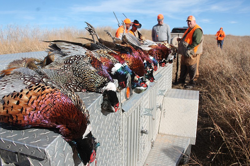 Outdoors columnist Larry Case recently took part in a pheasant hunt in Greensburg, Kan., and had the chance to try out a new shotgun from CZ-USA. The details of the new weapon have not been revealed to the public, but Case believes it will be a hit.