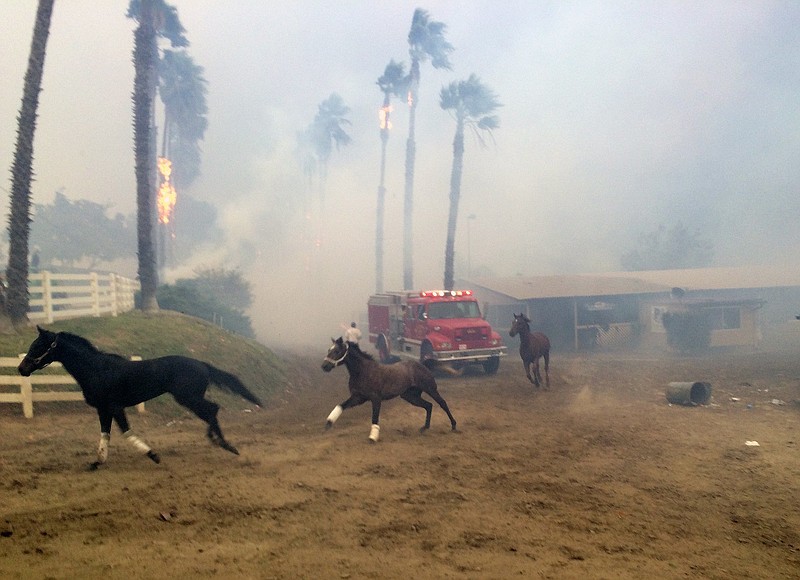 Terrified horses gallop from San Luis Rey Downs as the Lilac Fire sweeps through the horse-training facility, Thursday, Dec. 7, 2017 in San Diego. (Paul Sisson/The San Diego Union-Tribune via AP)